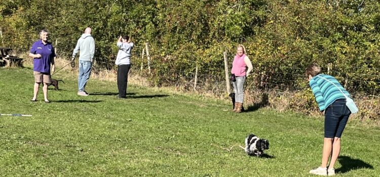 Dog Training Dog Training