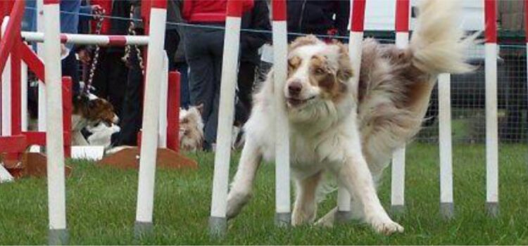 Dog Training